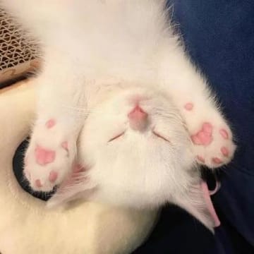 Ảnh đại diện Advik